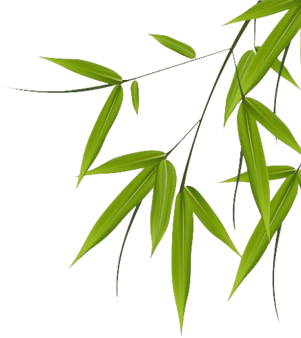 bamboo